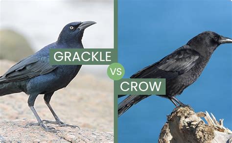 are grackles similar to crows